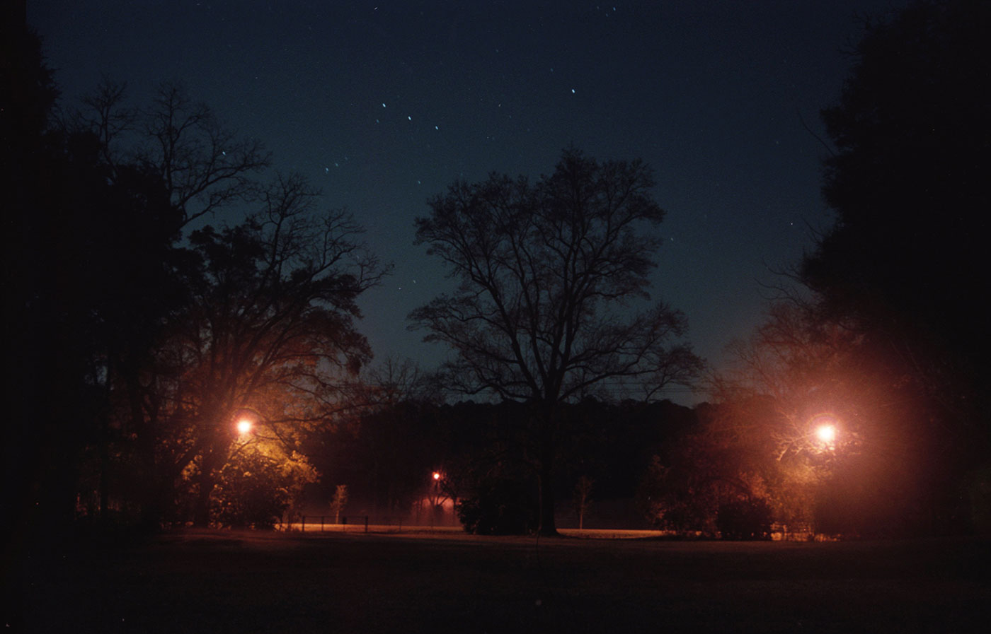 Tree and sky at night